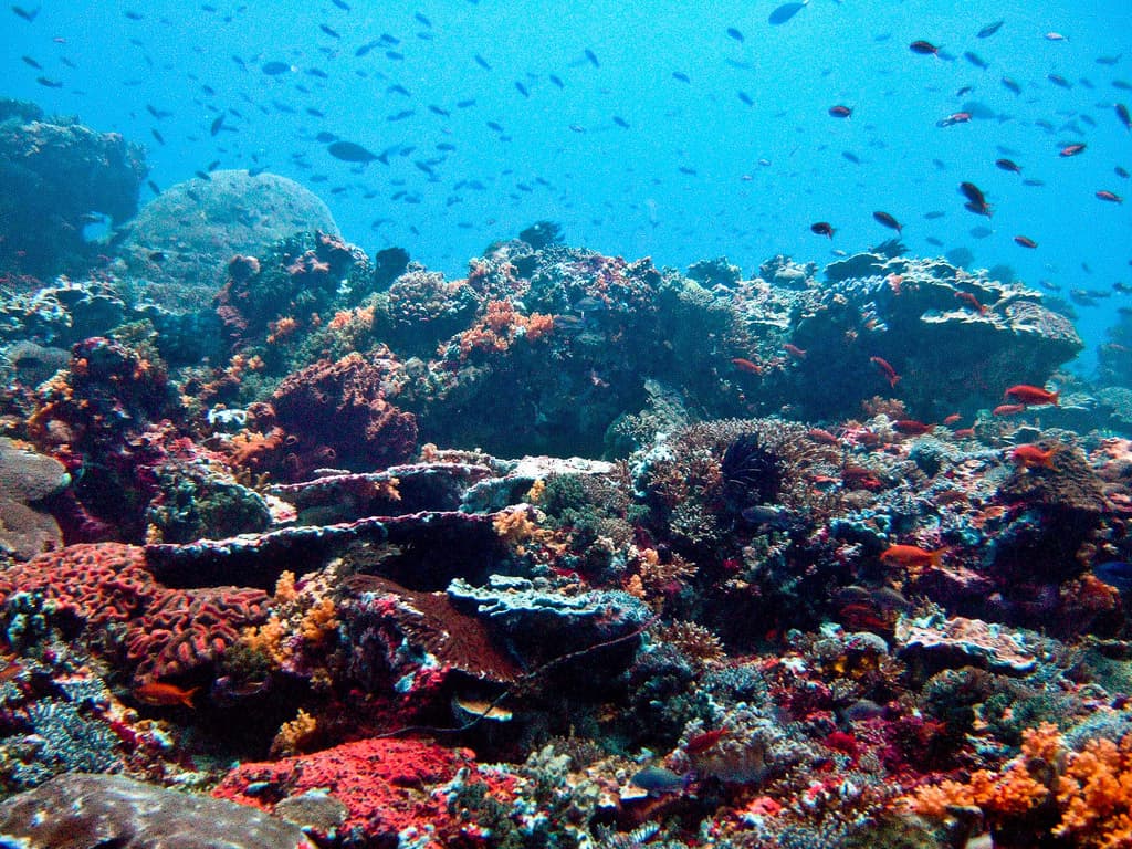 How Local Communities Are Protecting Mantanani's Reefs