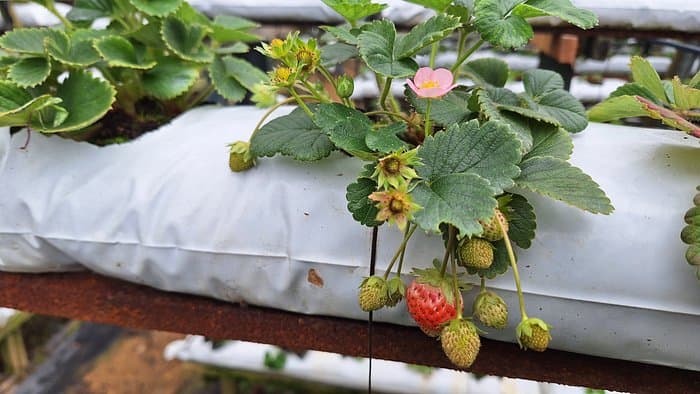 Desa Cattle Farm, Tea Garden & Strawberry Farm