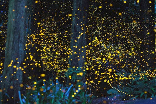 Klias River Cruise & Firefly Watching